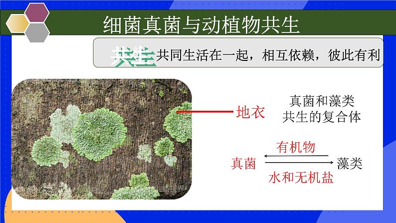 5.4.4《细菌和真菌在自然界中的作用》课件+教案+习题06