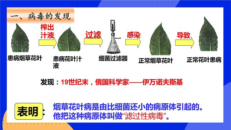 病毒-课件第8页