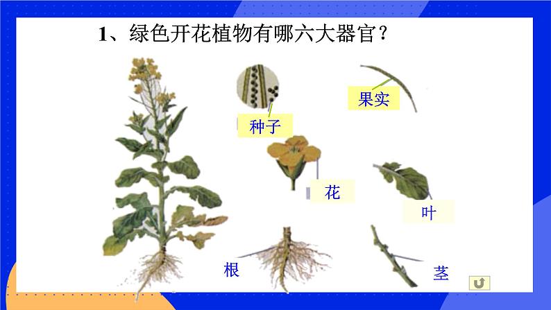 6.1.1《尝试对生物进行分类》课件第7页