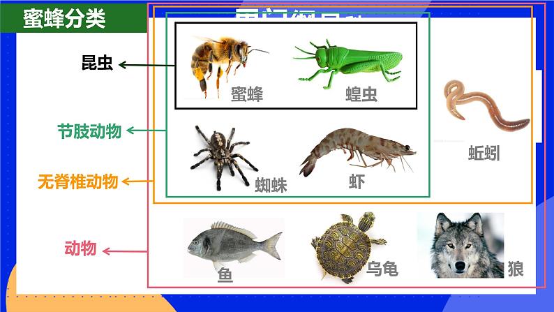 6.1.2《从种到界》课件+教案+习题02