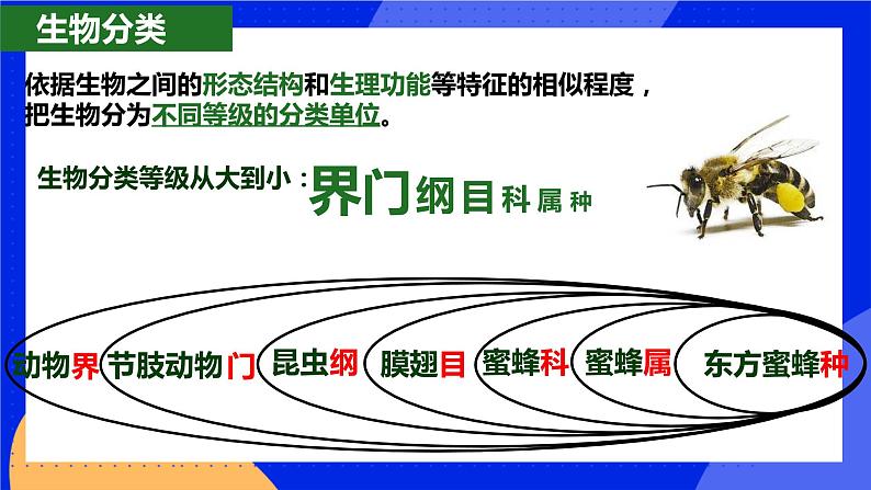 6.1.2《从种到界》课件+教案+习题03