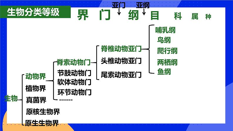 6.1.2《从种到界》课件+教案+习题04