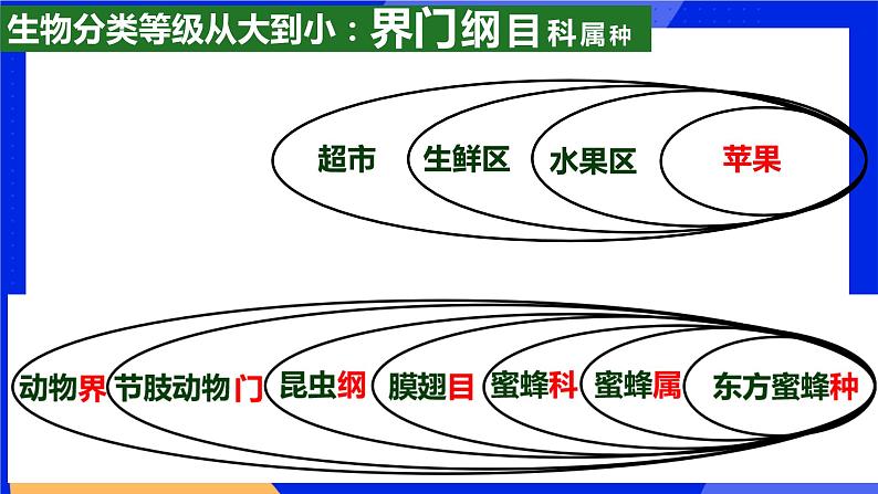 6.1.2《从种到界》课件+教案+习题05