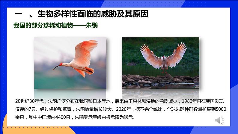 6.3《保护生物的多样性》课件+教案+习题06