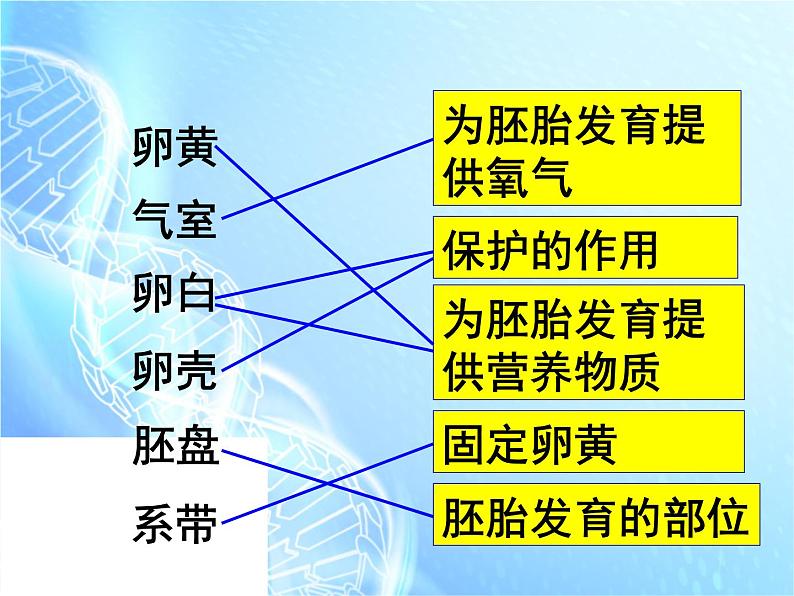 人教版八年级下册生物复习分册梳理课件（人教版）第6页