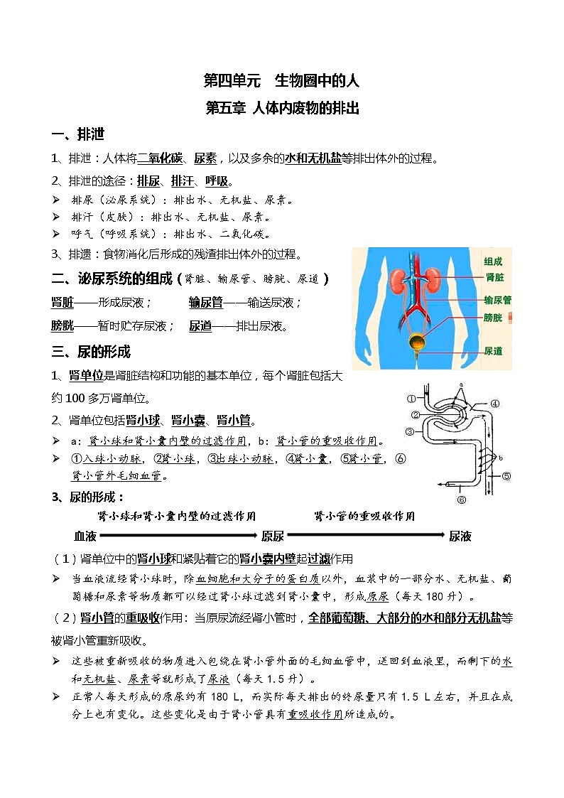 初中生物中考复习 08人体内废物的排出+人体生命活动的调节-2022中考一轮复习核心考点必背知识清单01