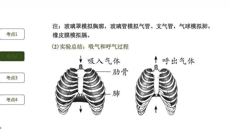 初中生物中考复习 第3讲 人体的呼吸课件PPT第6页