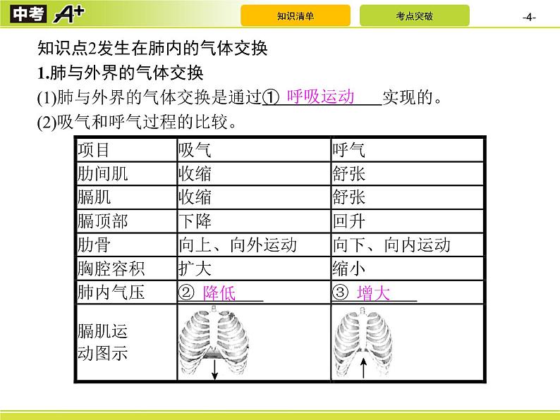 初中生物中考复习 第3讲　人体的呼吸课件PPT第4页