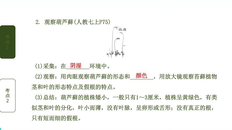 初中生物中考复习 第1讲 生物圈中有哪些绿色植物课件PPT第5页