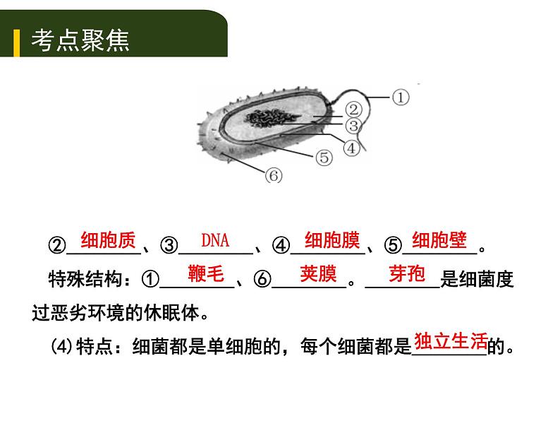 初中生物中考复习 八、（二）细菌、真菌和病毒课件PPT03