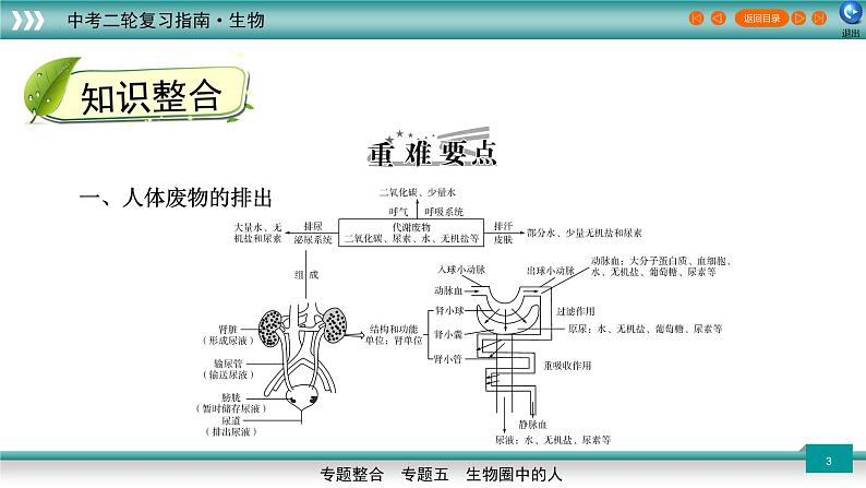 初中生物中考复习 5 3人体代谢废物的排出、生命活动的调节及人类的起源和进化（上课用课件）-【过专题】2022年中考生物二轮精准高效复习第3页