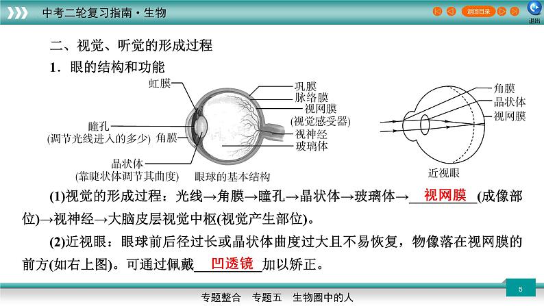 初中生物中考复习 5 3人体代谢废物的排出、生命活动的调节及人类的起源和进化（上课用课件）-【过专题】2022年中考生物二轮精准高效复习第5页