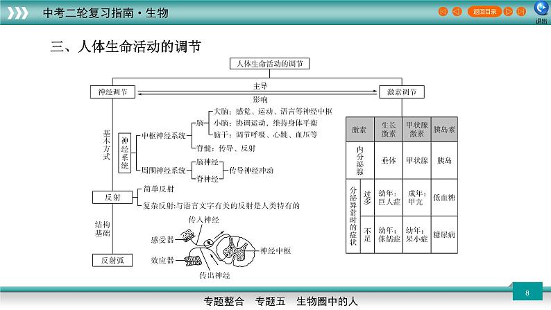 初中生物中考复习 5 3人体代谢废物的排出、生命活动的调节及人类的起源和进化（上课用课件）-【过专题】2022年中考生物二轮精准高效复习第8页