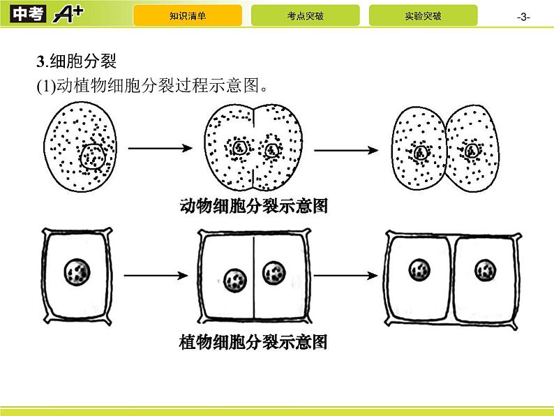 初中生物中考复习 第2讲　细胞怎样构成生物体课件PPT第3页