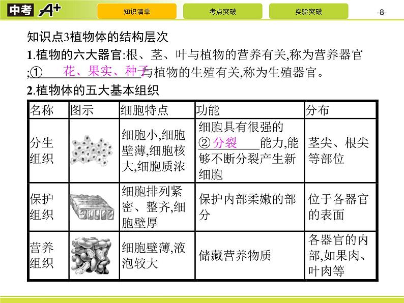 初中生物中考复习 第2讲　细胞怎样构成生物体课件PPT第8页