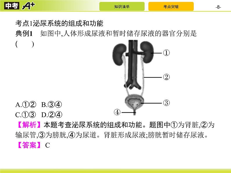 初中生物中考复习 第5讲　人体内废物的排出课件PPT第8页