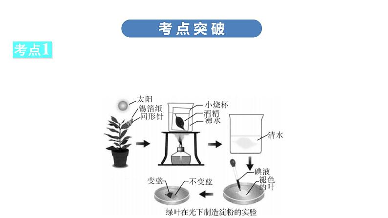 中考生物总复习第2部分　第3单元　第4章　绿色植物的光合作用课件第6页