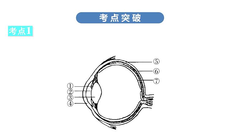 中考生物总复习第2部分　第4单元　第6、7章　人体生命活动的调节　人类活动对生物圈的影响课件第6页