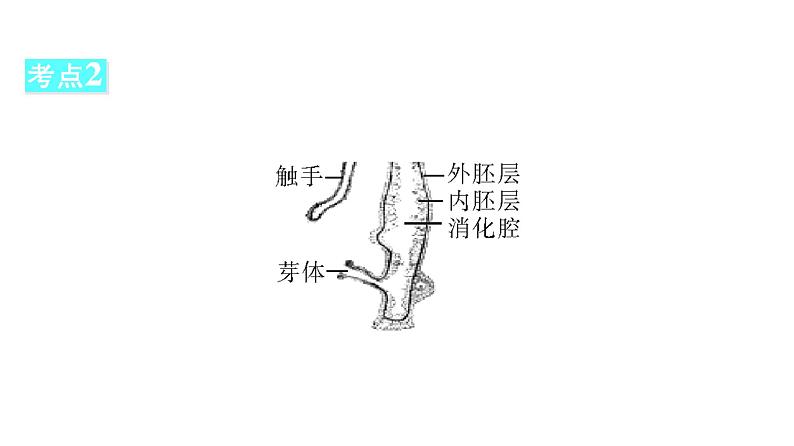 中考生物总复习第2部分　第5单元　第1章　动物的主要类群课件08