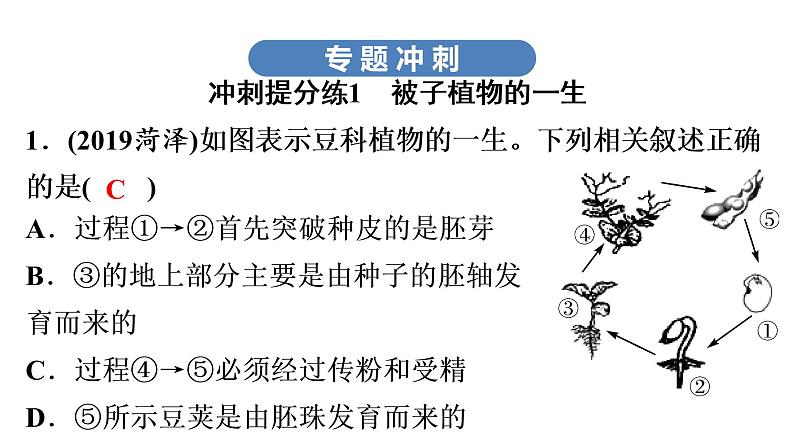 中考生物总复习第3部分 专题5　生物圈中的绿色植物课件第4页