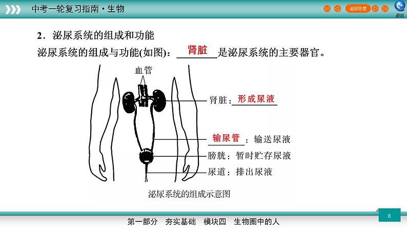 备战2023年中考生物一轮复习精讲  专题14 人体废物的排出-【复习指南】课件PPT08