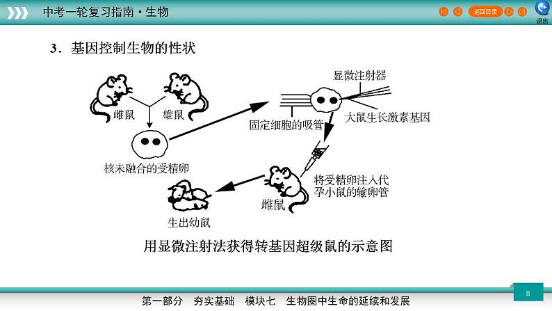 备战2023年中考生物一轮复习精讲  专题21 生物的遗传与变异-【复习指南】课件PPT08