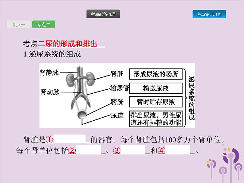 初中生物中考复习 课标通用中考生物总复习第四单元生物圈中的人第十三讲人体内废物的排出课件04