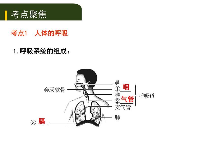 初中生物中考复习 五、（二）人体生命活动的能量供给课件PPT第1页