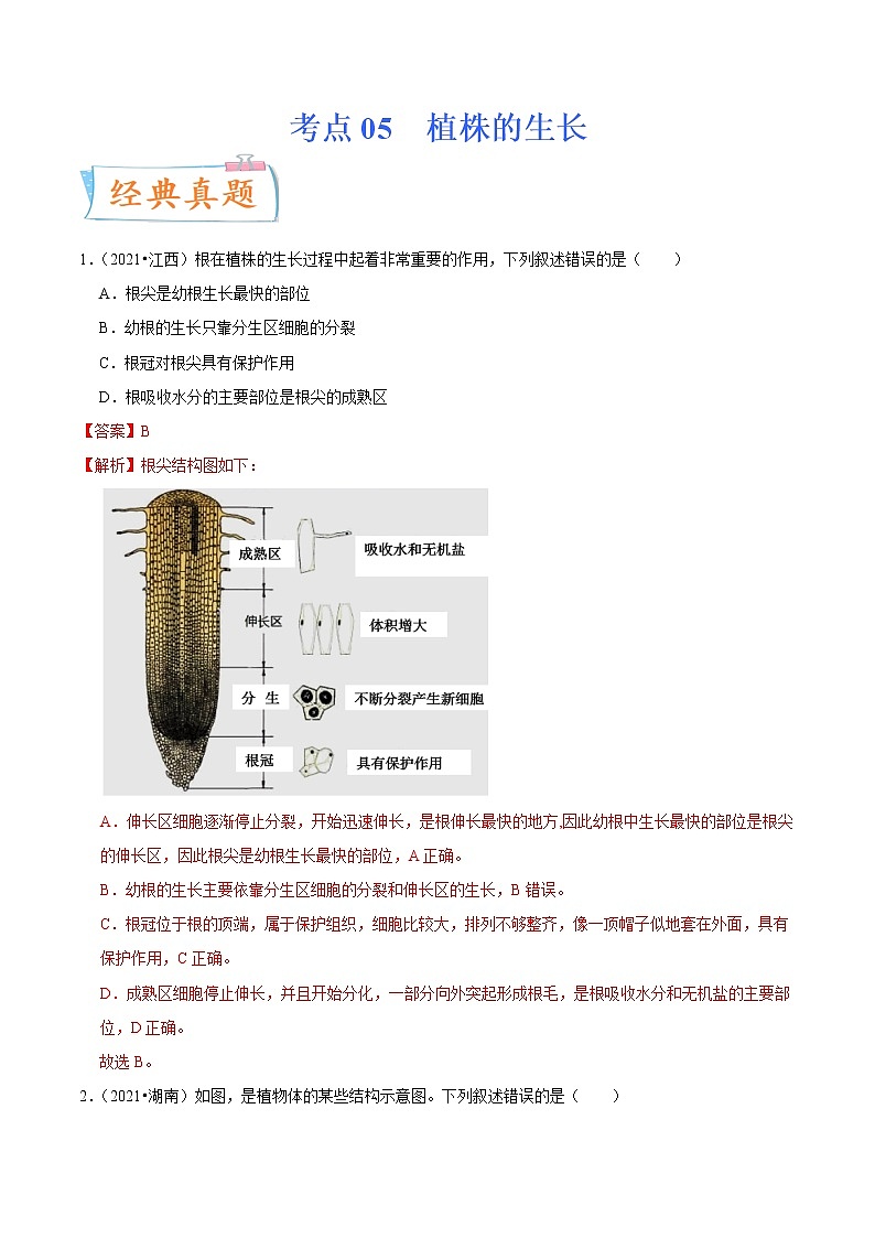 初中生物中考复习 考点05 植株的生长-备战2022年中考生物一轮复习考点微专题第1页