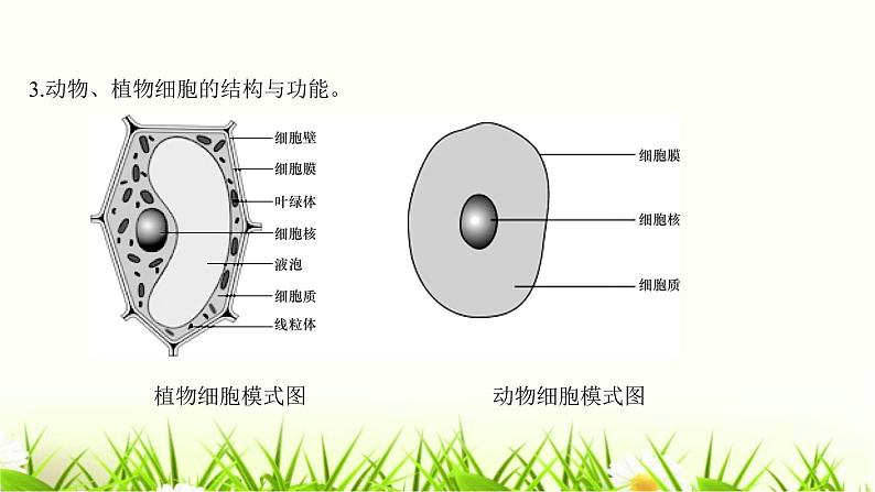 中考生物复习第3章细胞第4章生物体的结构层次课件05