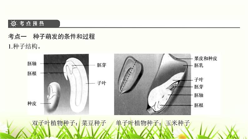 中考生物复习第6章绿色开花植物的生活史第7章绿色植物与生物圈课件04