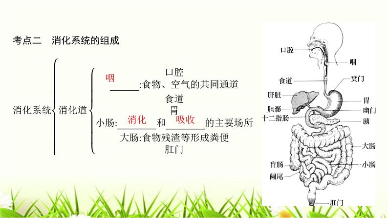 中考生物复习第8章人体的营养课件08