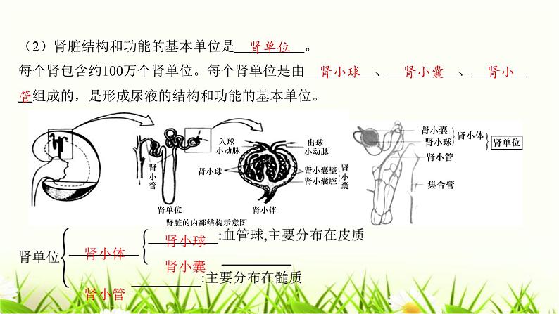 中考生物复习第11章人体代谢废物的排出课件08