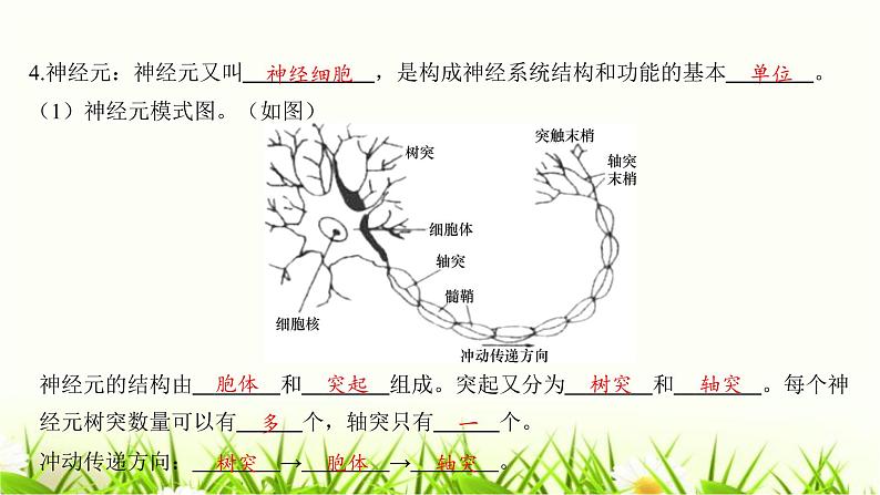 中考生物复习第12章人体的自我调节课件07