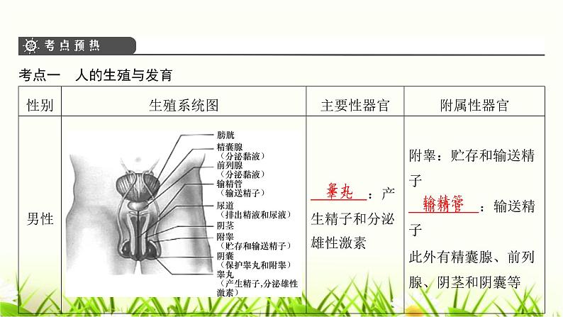 中考生物复习第19章生物的生殖和发育课件第4页