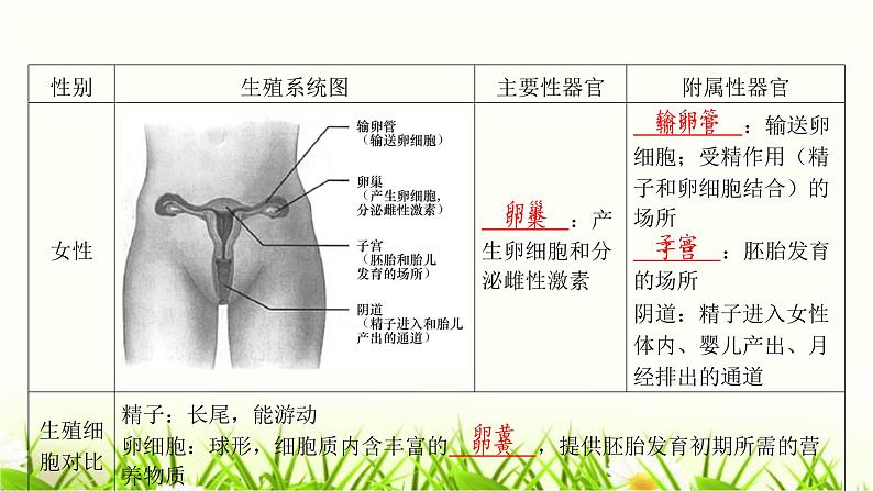 中考生物复习第19章生物的生殖和发育课件第5页