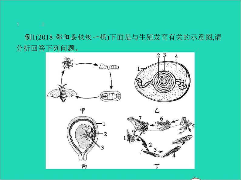 初中生物中考复习 中考生物总复习专题七生物圈中生命的延续和发展课件第4页