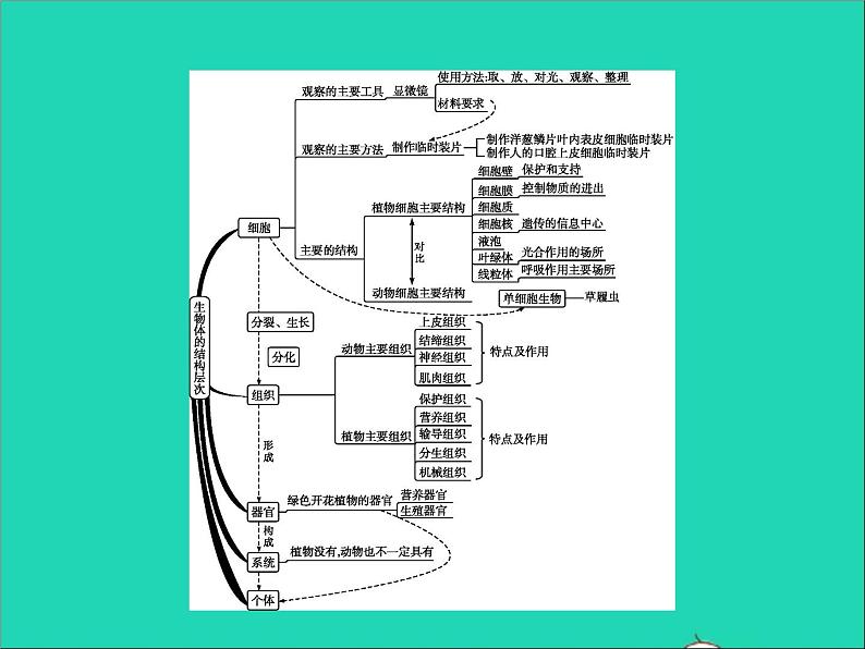 初中生物中考复习 中考生物总复习专题二生物体的结构层次课件第2页