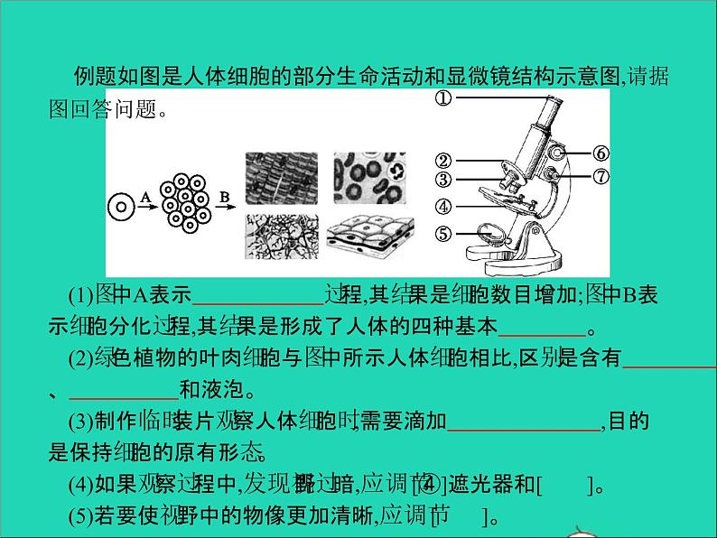 初中生物中考复习 中考生物总复习专题二生物体的结构层次课件第4页