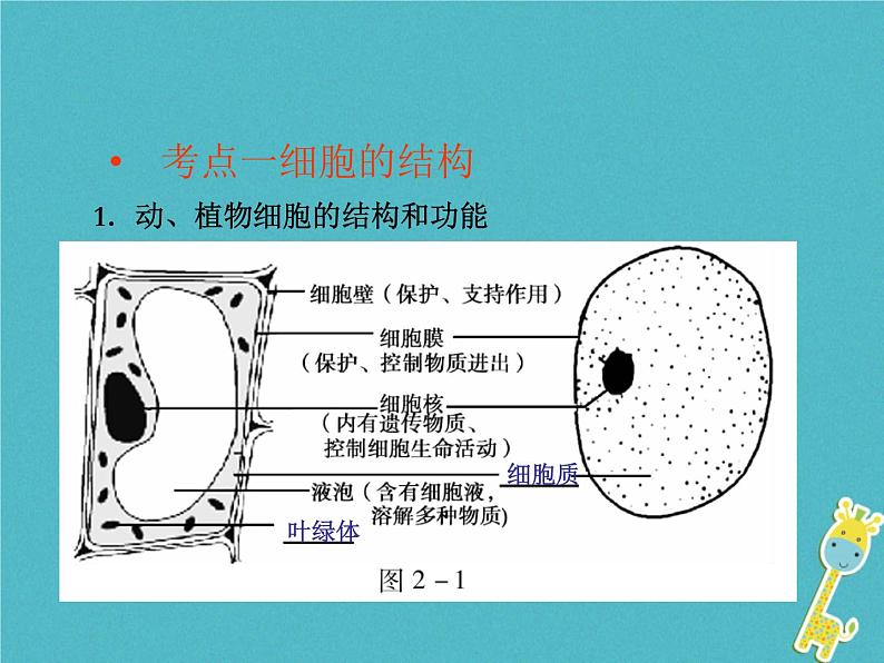 初中生物中考复习 中考生物会考总复习主题二生物体的结构层次课件新人教版第2页