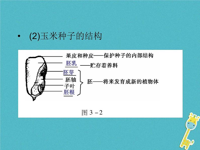 初中生物中考复习 中考生物会考总复习主题三生物圈的绿色植物课件新人教版第5页