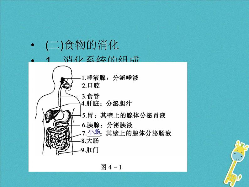 初中生物中考复习 中考生物会考总复习主题四生物圈中的人课件新人教版05