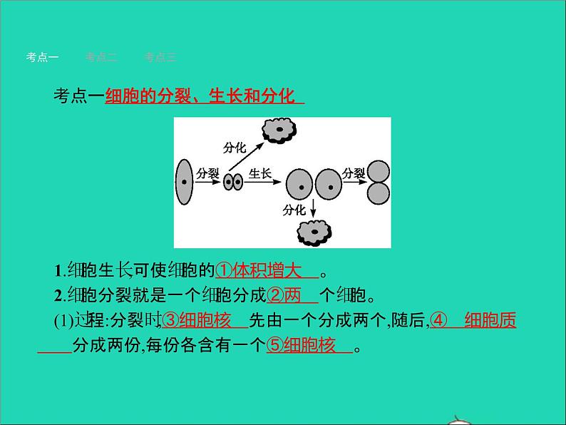 初中生物中考复习 中考生物总复习第四讲细胞怎样构成生物体课件第2页