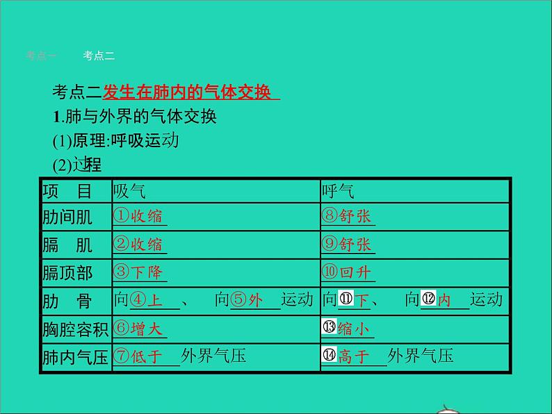 初中生物中考复习 中考生物总复习第十一讲人体的呼吸课件第4页
