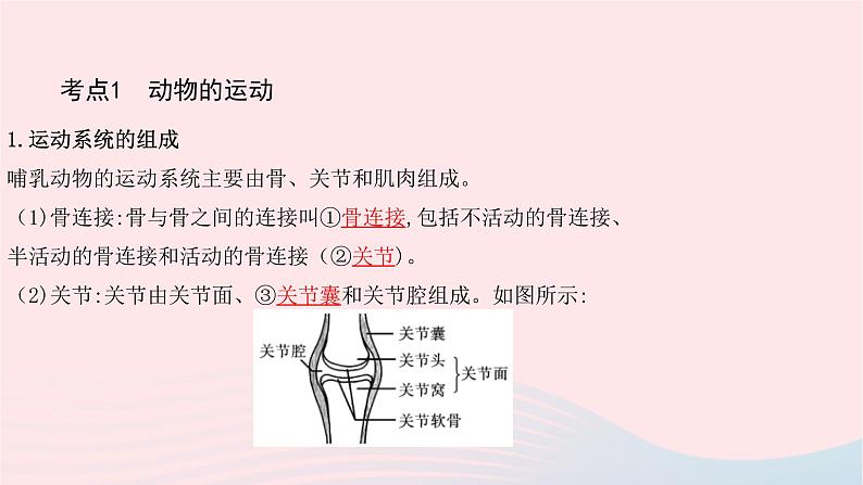 初中生物中考复习 中考生物总复习第一部分基醇点巩固第五单元生物圈中的其他生物第二三章动物的运动和行为及动物在生物圈中的作用课件第3页