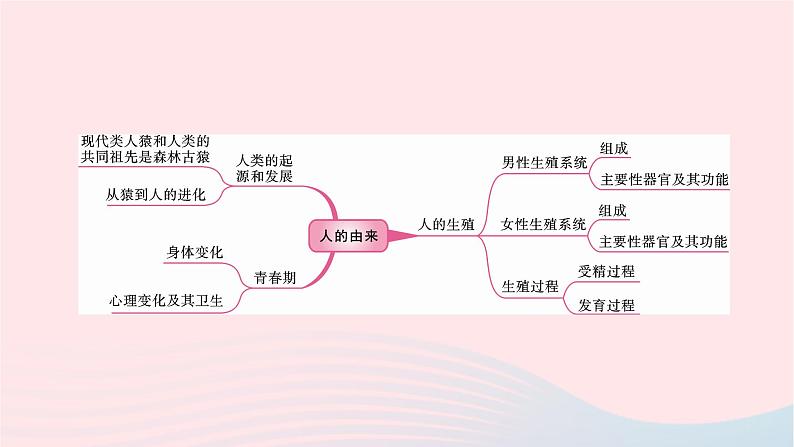 初中生物中考复习 中考生物总复习第一部分基醇点巩固第四单元生物圈中的人第一章人的由来课件第2页