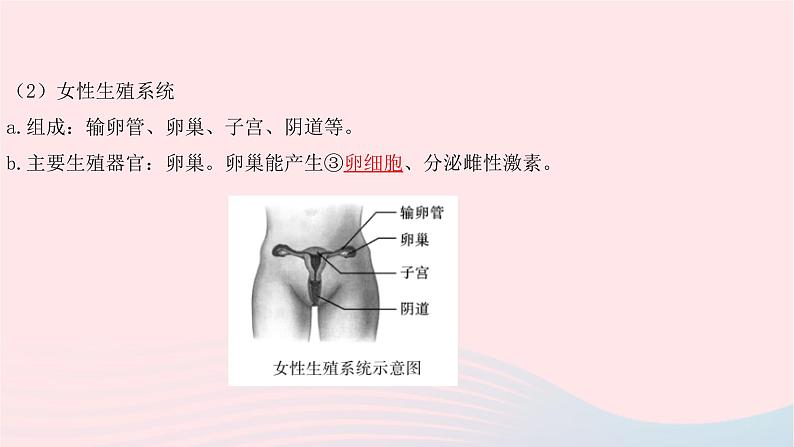 初中生物中考复习 中考生物总复习第一部分基醇点巩固第四单元生物圈中的人第一章人的由来课件第7页