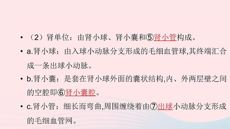 初中生物中考复习 中考生物总复习第一部分基醇点巩固第四单元生物圈中的人第五章人体内废物的排出课件05