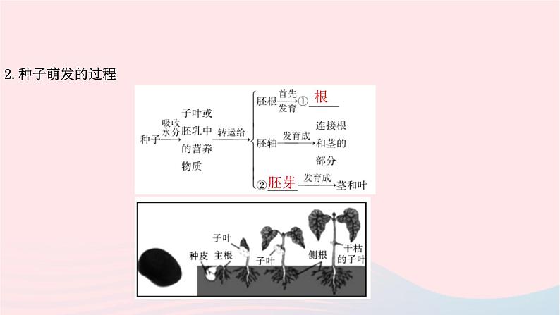 初中生物中考复习 中考生物总复习第一部分基醇点巩固第三单元生物圈中的绿色植物第二章被子植物的一生课件04