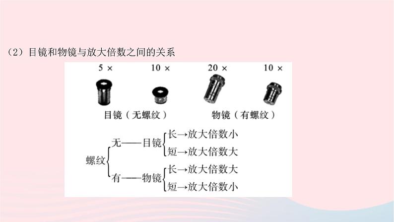 初中生物中考复习 中考生物总复习第一部分基醇点巩固第二单元生物体的结构层次第一章细胞是生命活动的基本单位课件第4页